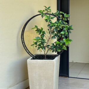 Topiary Double Ring 600mm– for Your Climbing Beauties